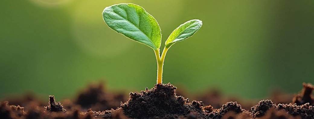 Eveiller les graines