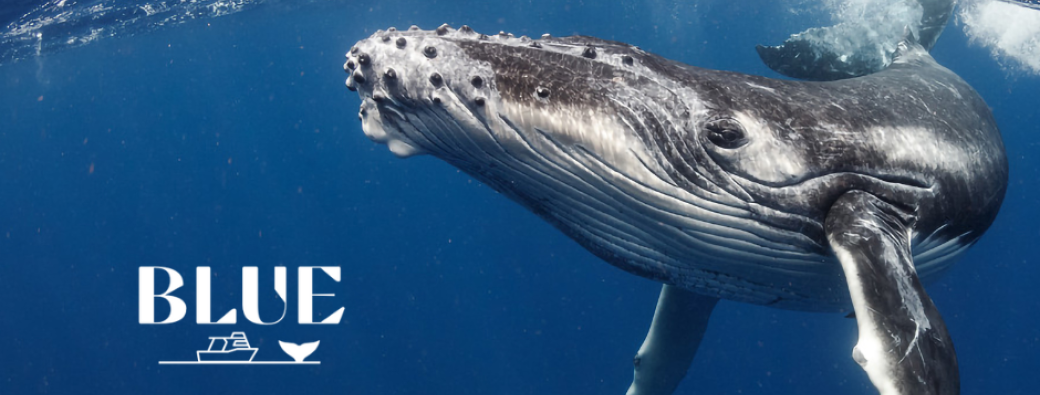 Whale watching excursion with Blue Tahiti Dive Center