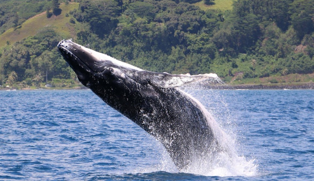 Excursion d'Observation des Baleines / Whale Watching Tour