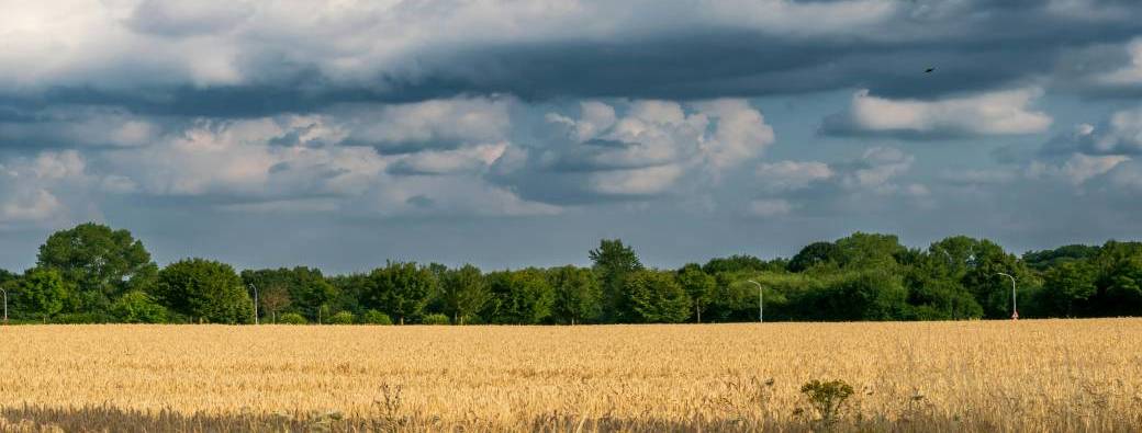 EXPAT UNT  - Van Gogh Countryside Escape