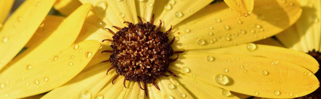Explorations sensorielles au jardin