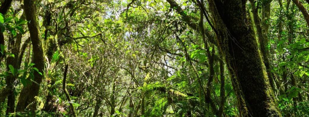 Exposition La Réunion, une biodiversité discrète et menacée