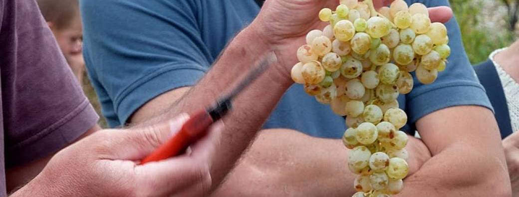 Fabriquons notre jus de raisin