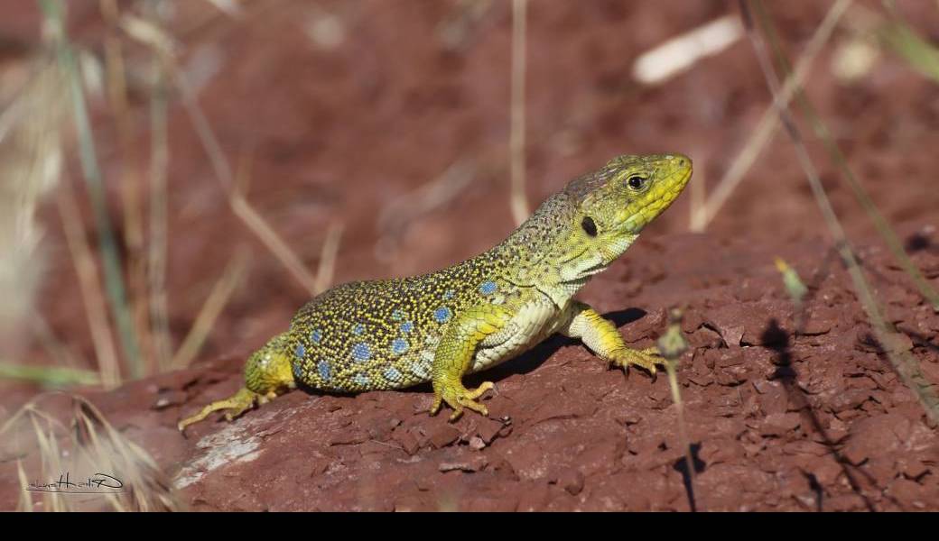 Face au climat sec, plantes et animaux ont plus d'un tour dans leur sac !