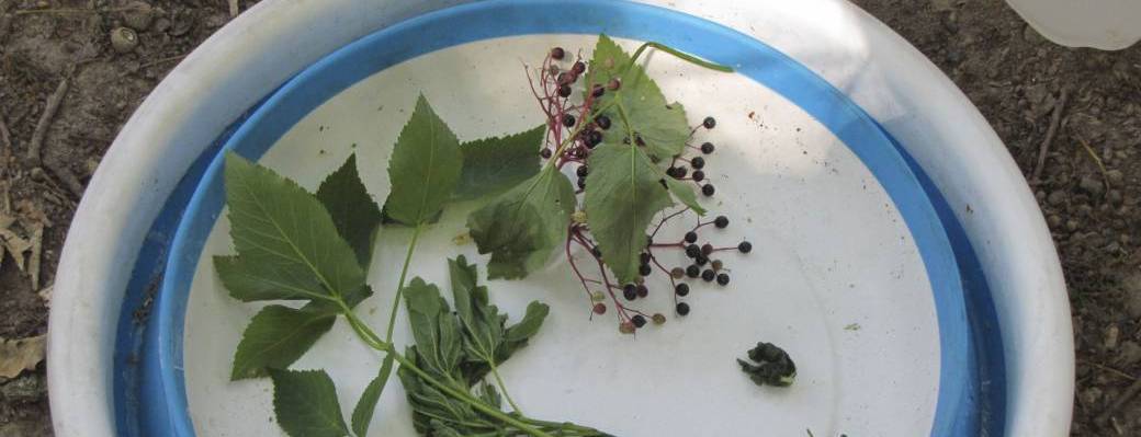 COMPLET - FAMILLES - Les mercredis de la débrouille #7 Cuisine sauvage