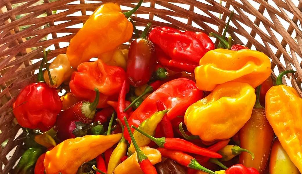 Faune sauvage... et piments du Bout du Monde ! Faune sauvage... et piments du Bout du Monde !