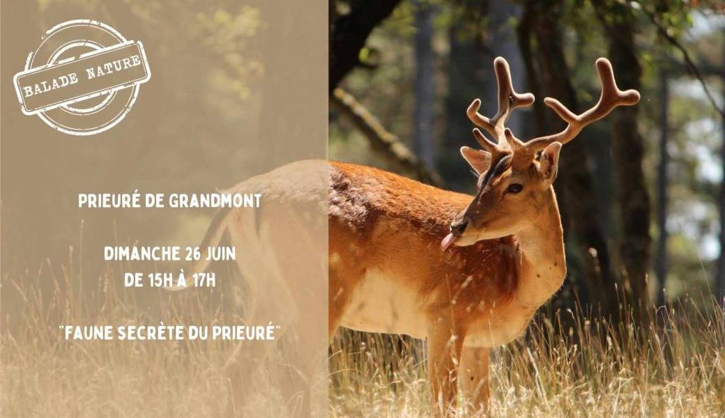 faune secrète du Prieuré