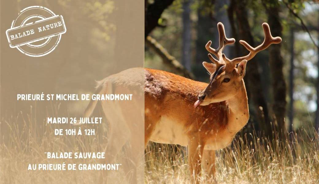 Balade sauvage au Prieuré de Grandmont
