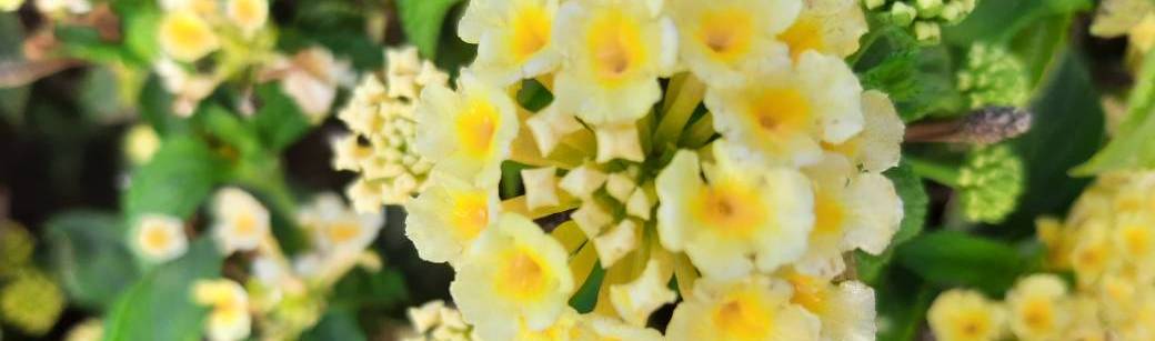 Fermentation & macérations : lactofermentations, pétillants, "thés"... (La Fouillouse, Loire)