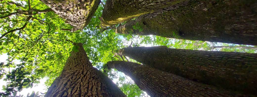 FESTIVAL  "La surprise du Nous"