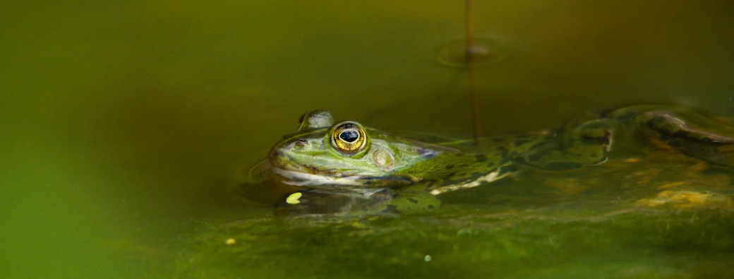 [FETE DE LA NATURE] Balade en bord de mare