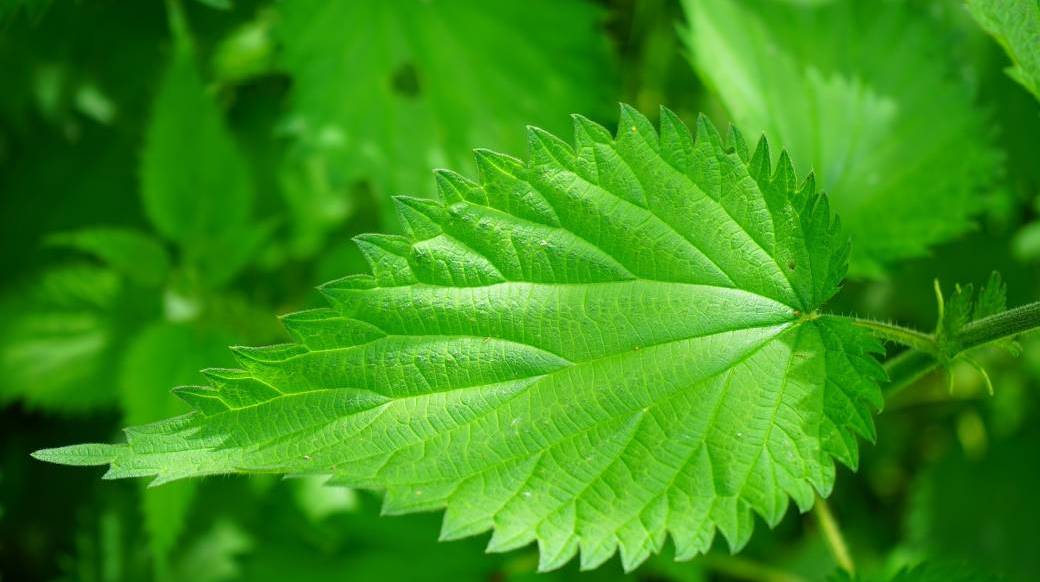[Fête de la Nature] Balade Mon ortie bien-aimée