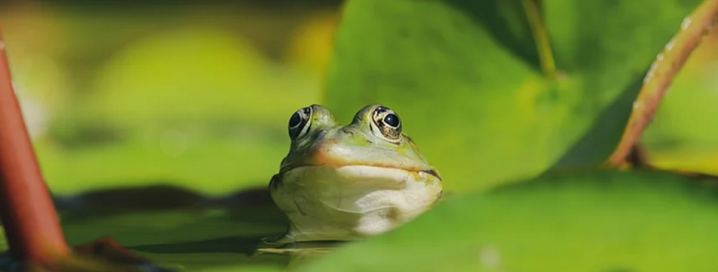 FETE DE LA NATURE : Contes et Légendes du marais