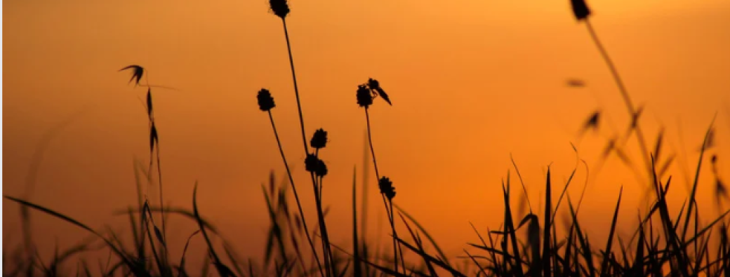 [FETE DE LA NATURE] Balade contée