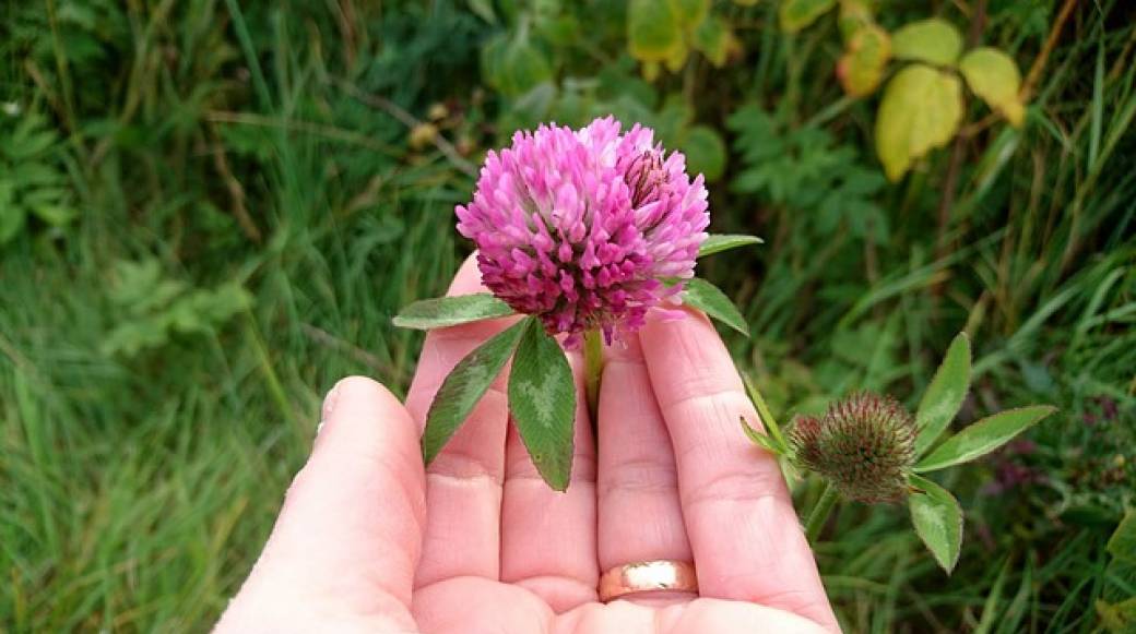 [Fête de la Nature] Plantes sauvages comestibles et médicinales du Bois de Vincennes