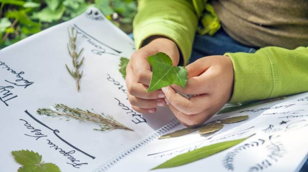 [Fête de la Nature] SORTIE ENFANTS "Mon 1er herbier" (Bois de Vincennes)