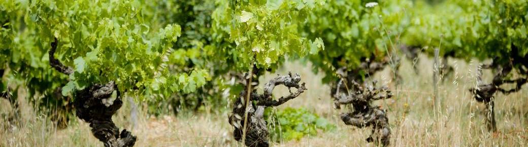 Venez fêter la fin des vendanges !