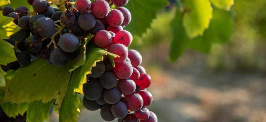 Fête des Vendanges 2022