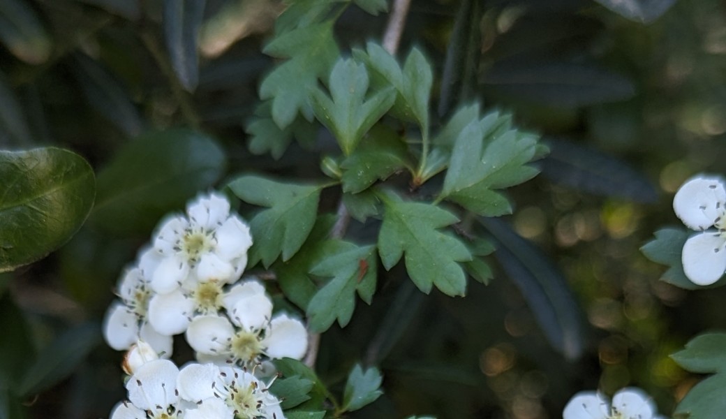 Fête du Grand Site : I Sapientoni di e Piante (jeu en équipe) (1 inscription par équipe) 