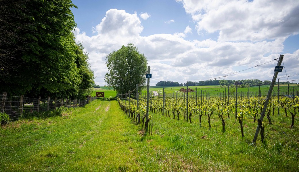Flâneries dans les vignes 2026