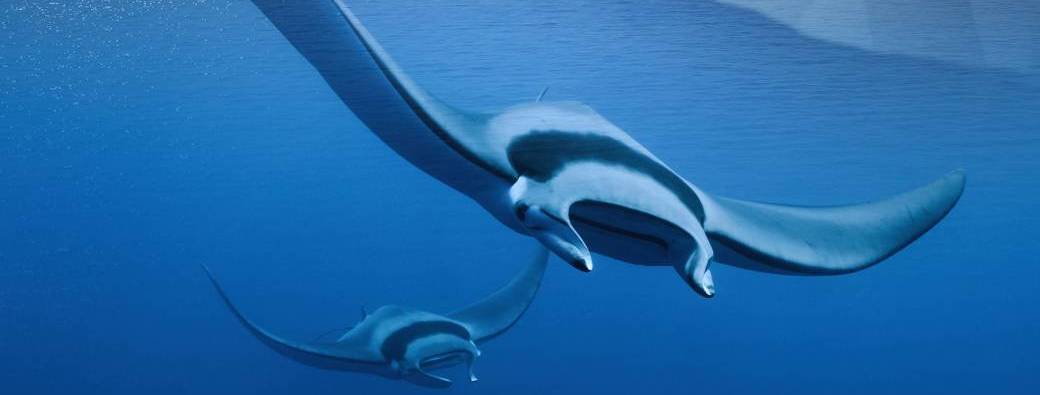 FLEAA - MOBULA la légende des diables