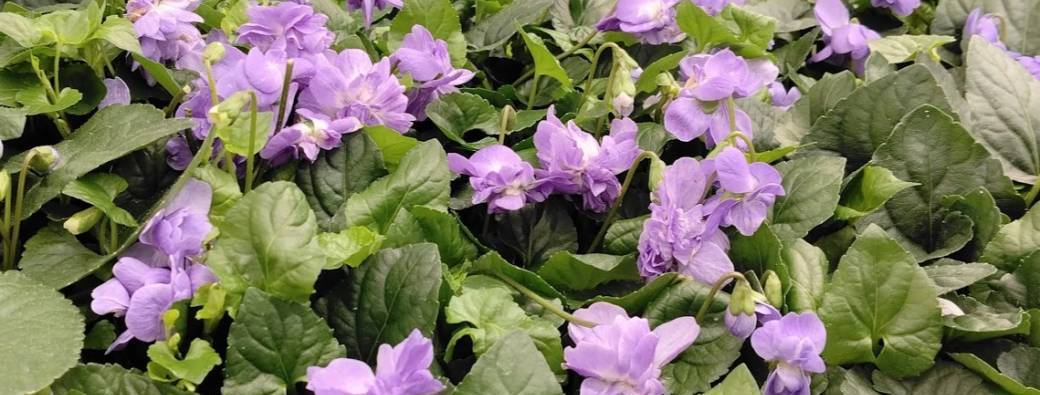 Iconic local flowers