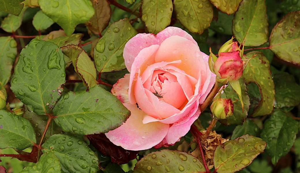 FLORILEGE DU PRINTEMPS A LA ROSERAIE DU CADE : VISITES AVEC KERMIT !