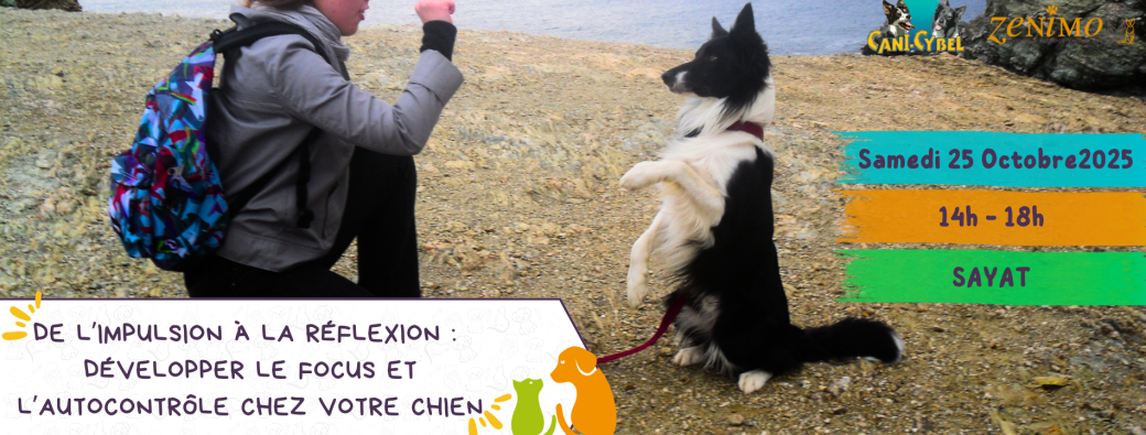De l’impulsion à la réflexion : développer l’autocontrôle et le focus chez votre chien