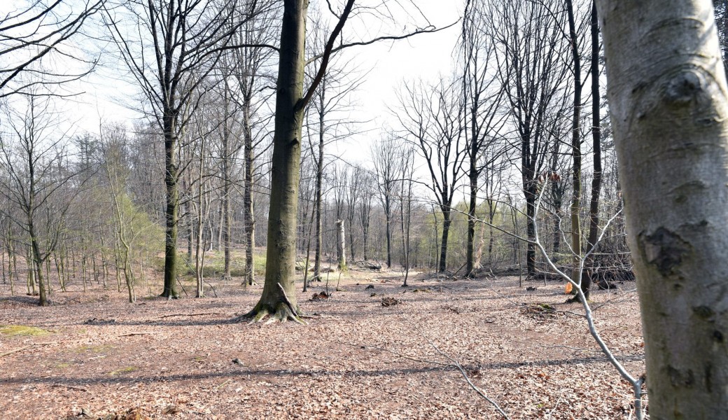 25 ans du PNPE : Forêt de Bon-Secours