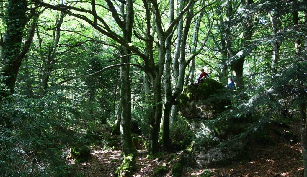 Forêt de Roquet Escut !