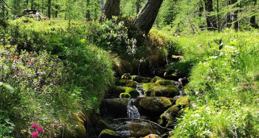 Forêt et torrent de Braissa -  (Alix) - Niveau 2,5 *