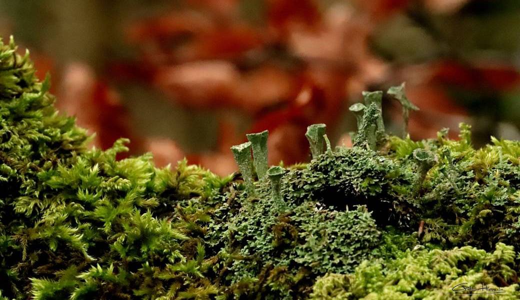Forêt magique !
