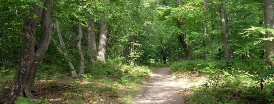 Forêt Saint Germain en Laye
