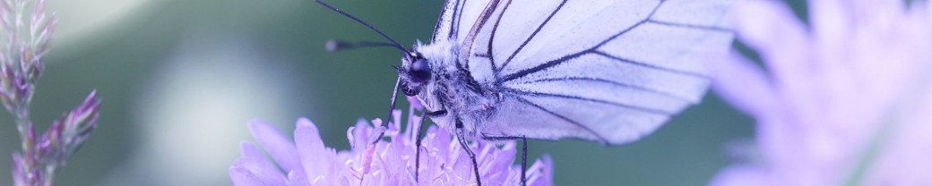 Forfait 3 séances individuelles - Soin sonore Chrysalide
