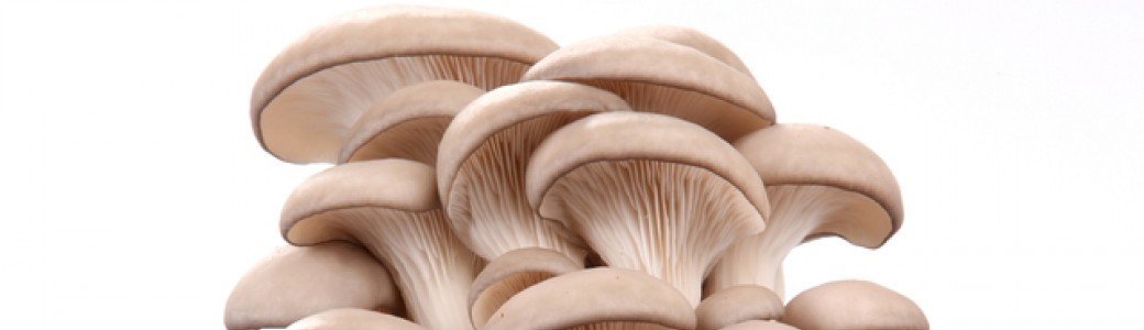 Formation à la culture de champignon à l'usine! 