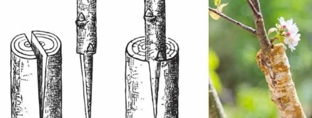 Formation à la greffe d'arbuste en collaboration avec Corentin de Arbuste Fruitier