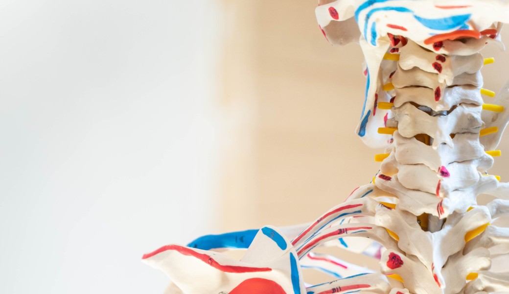 Formation Anatomie 30H en ligne paiement 3 fois