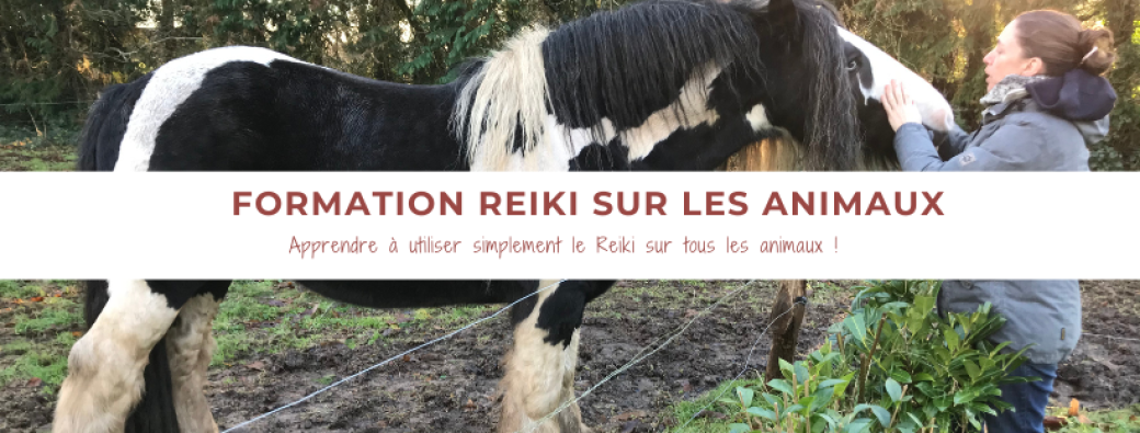 Atelier de formation au Reiki sur les animaux