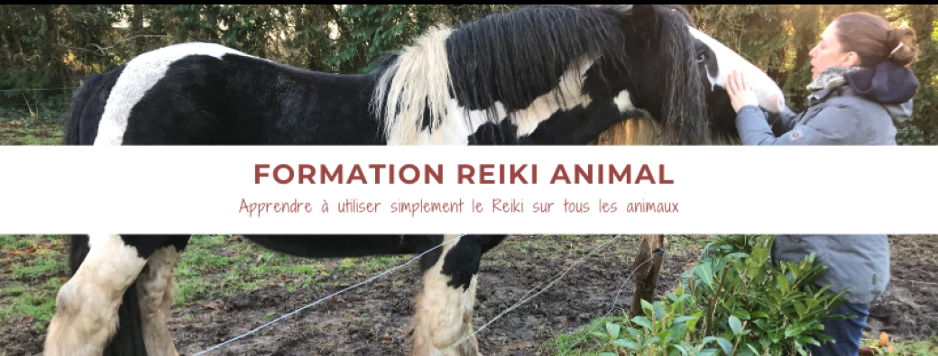 Atelier de formation au Reiki sur les animaux