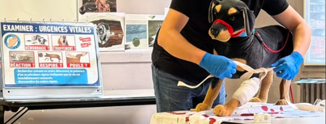 Formation aux Premiers Secours aux Chiens et Chats