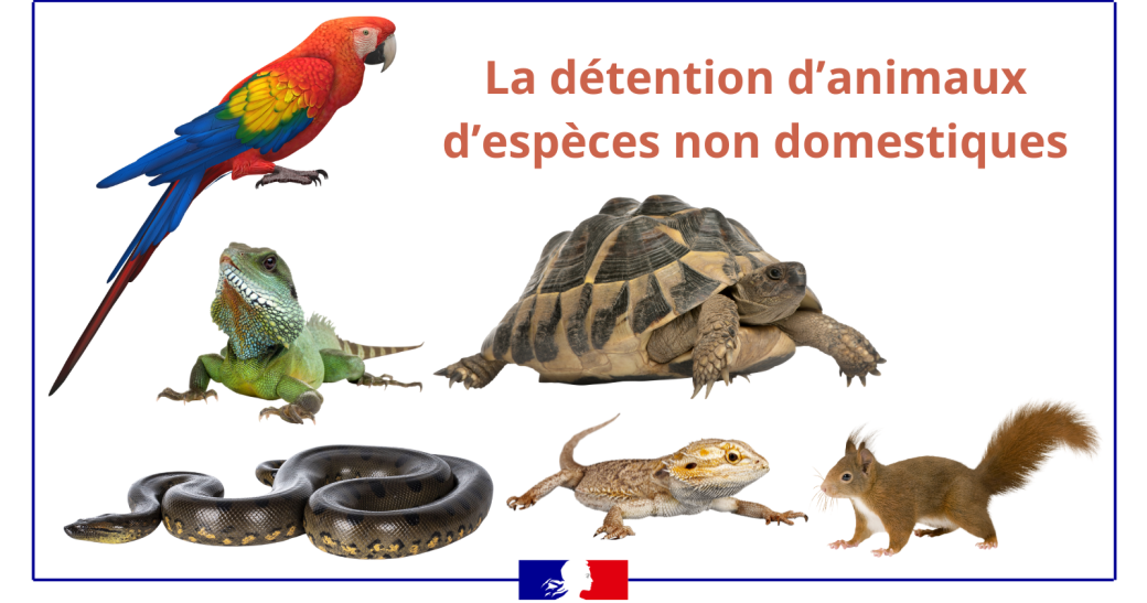 Formation certificat de capacité