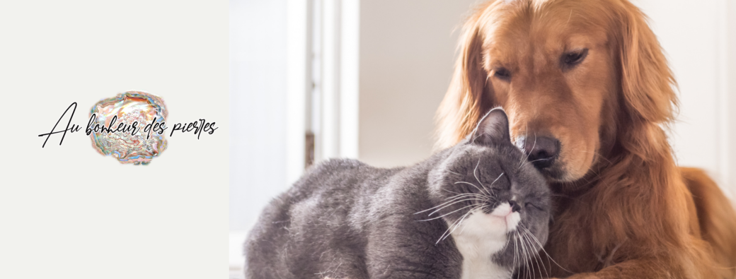Formation Apprendre à communiquer avec les animaux