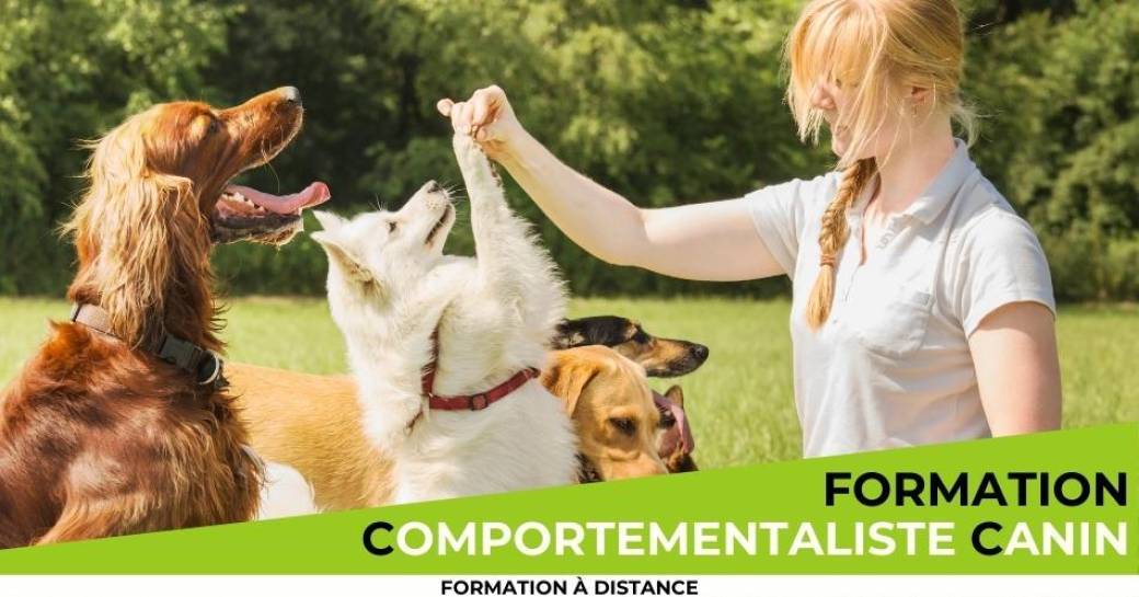 Formation comportementaliste canin à distance