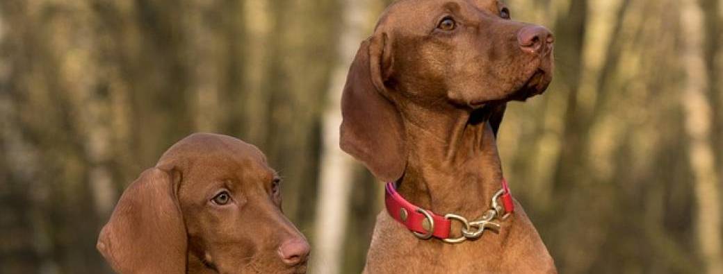 Formation de comportementaliste canin