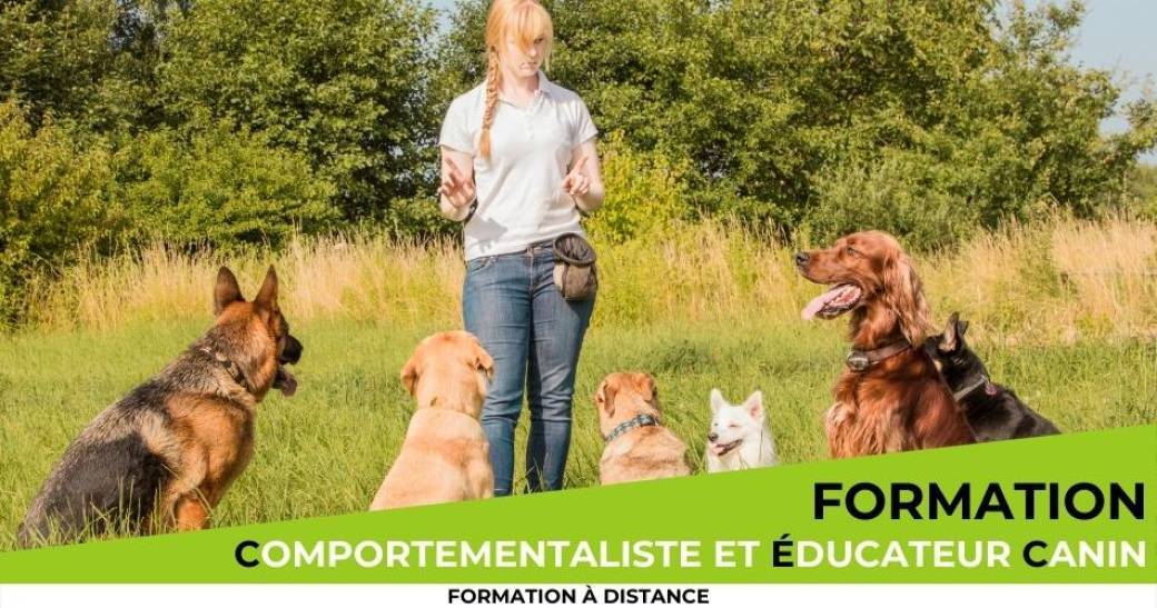 Formation éducateur et comportementaliste canin à distance
