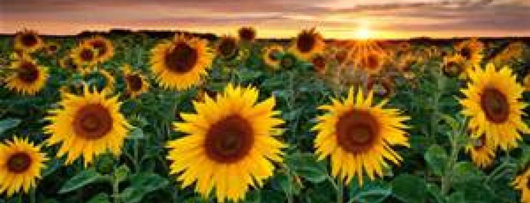Formation EFT au quotidien - Niveau I - 