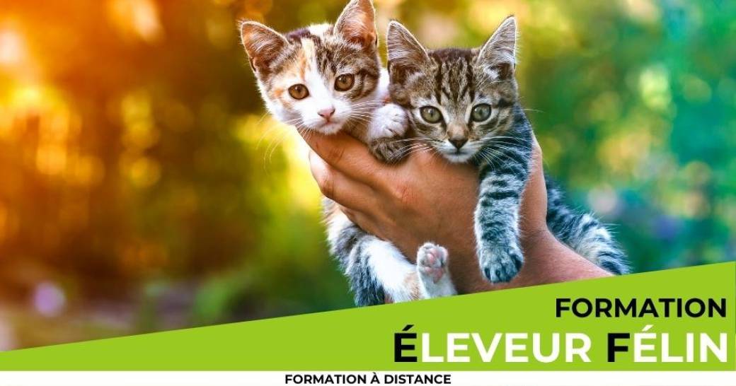 Formation éleveur félin à distance