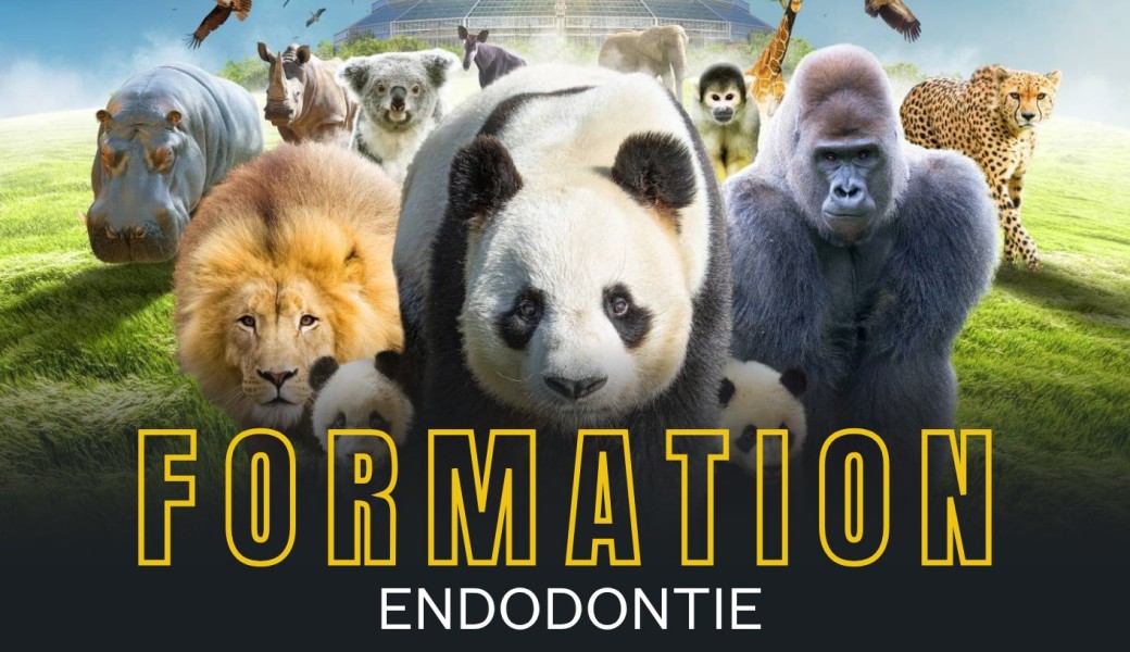 Formation Endodontie