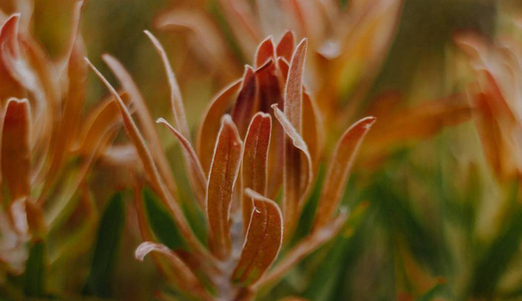 Formation | Ennéagramme | LES AILES | Laure Jeannin Formation | Ennéagramme | LES AILES | Laure Jeannin