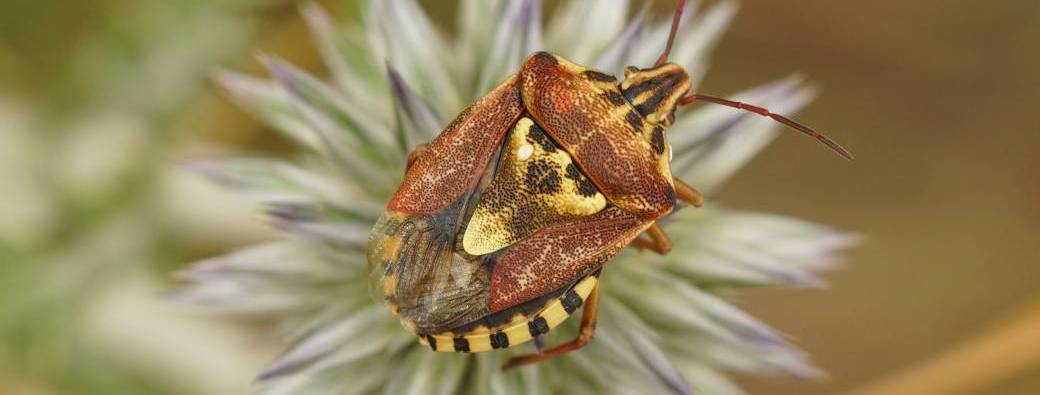 Formation "Initiation à l’entomologie"